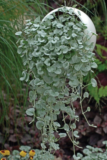 Dichondra repens lawn blume samen for anpflanzung - garten favorite, heirloom & gmo free samen for home garten
 
 sale for anpflanzung in home garten.