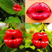 Blazing Rot Lips Blumensamen