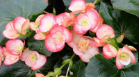 Rot weiß begonia blume samen for anpflanzung - fragrant blossoms, heirloom & gmo free samen for home garten
 
 sale for anpflanzung in home garten