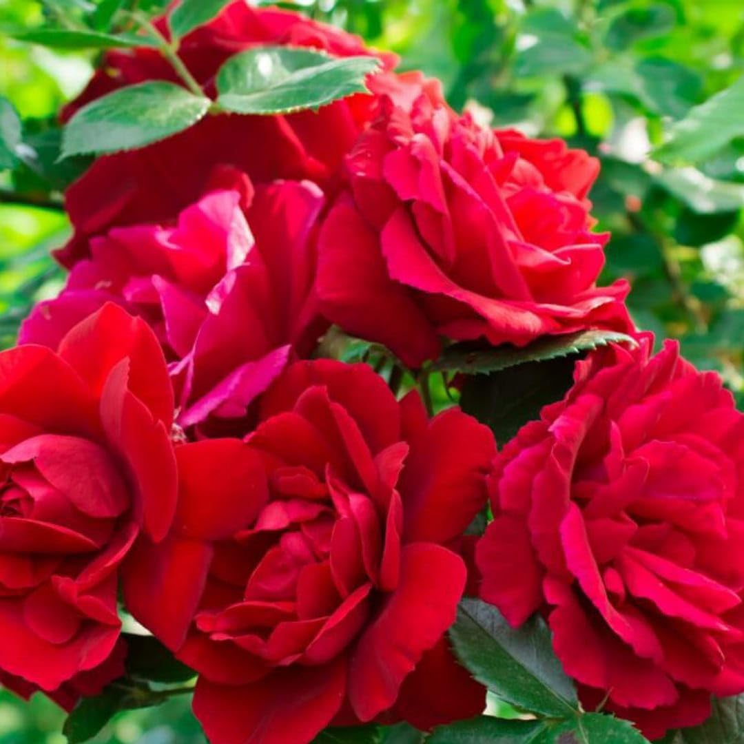 Rot Thornless Rose Samen zur Aussaat Blüten Without Thorns