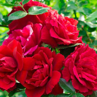 Rot Thornless Rose Samen zur Aussaat Blüten Without Thorns