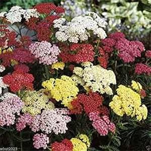 Lila achillea / yarrow samen for beautiful blooms