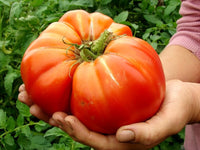 Giant Tomate Gemüse Planting Samen