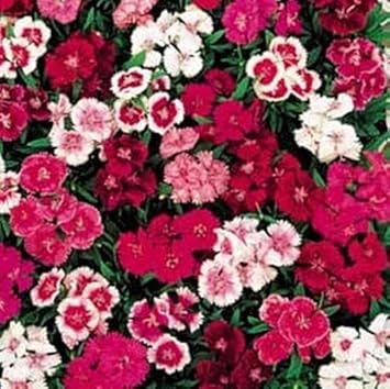 Mixed dianthus telstar blume samen for anpflanzung - colorful display, heirloom & gmo free samen for home garten
 
 sale samen for home garten