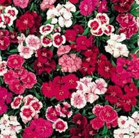 Mixed dianthus telstar blume samen for anpflanzung - colorful display, heirloom & gmo free samen for home garten
 
 sale samen for home garten