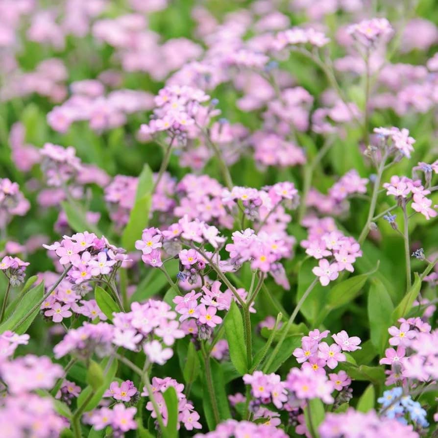 Rosa Myosotis Blumensamen zur Aussaat – Bestäuber freundlich – Traditionssorte & ohne Gentechnik Samen Hausgarten
