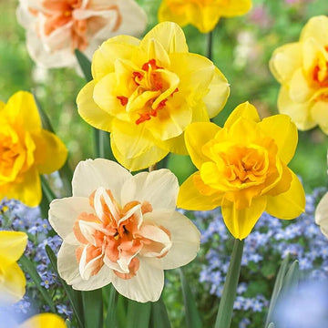Gelb gefüllt Narzisse Blumensamen zur Aussaat sonnenliebend Traditionssorte & ohne Gentechnik Samen Hausgarten