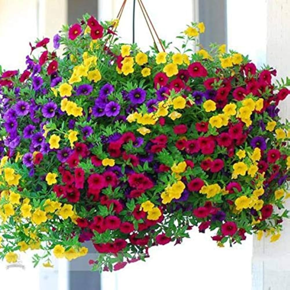 Tricolor Petunie Petunie spp. Samen zur Aussaat Blume Beet