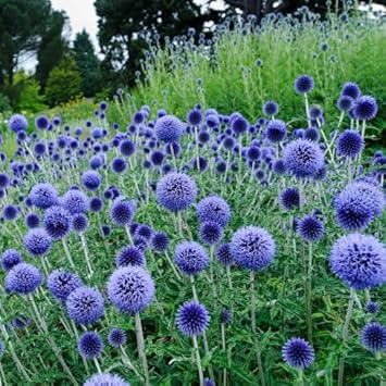 Echinops ritro blume samen for anpflanzung - compact growth, heirloom & gmo free samen for home garten
 
 sale for anpflanzung in home garten.