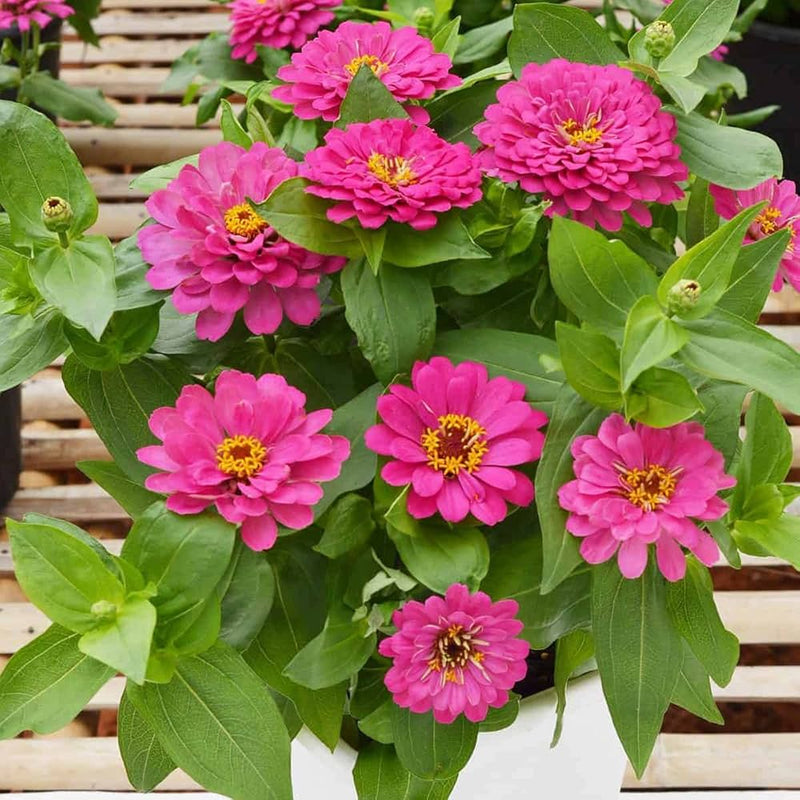 Deep rosa zinnia elegans blume samen for anpflanzung - wildflower mix, heirloom & gmo free samen for home garten
 
 sale samen for anpflanzung in home garten