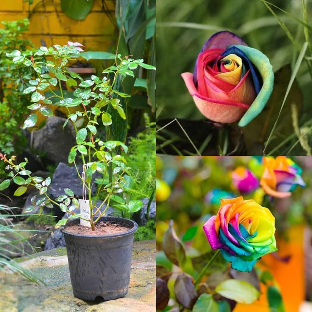 Orange Rainbow Potted Rose Blumensamen zur Aussaat leuchtend Traditionssorte & ohne Gentechnik Samen Hausgarten