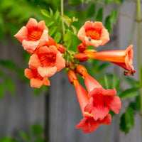Creeper Blumensamen zur Aussaat – duftend Blüten – Traditionssorte & ohne Gentechnik Samen Hausgarten