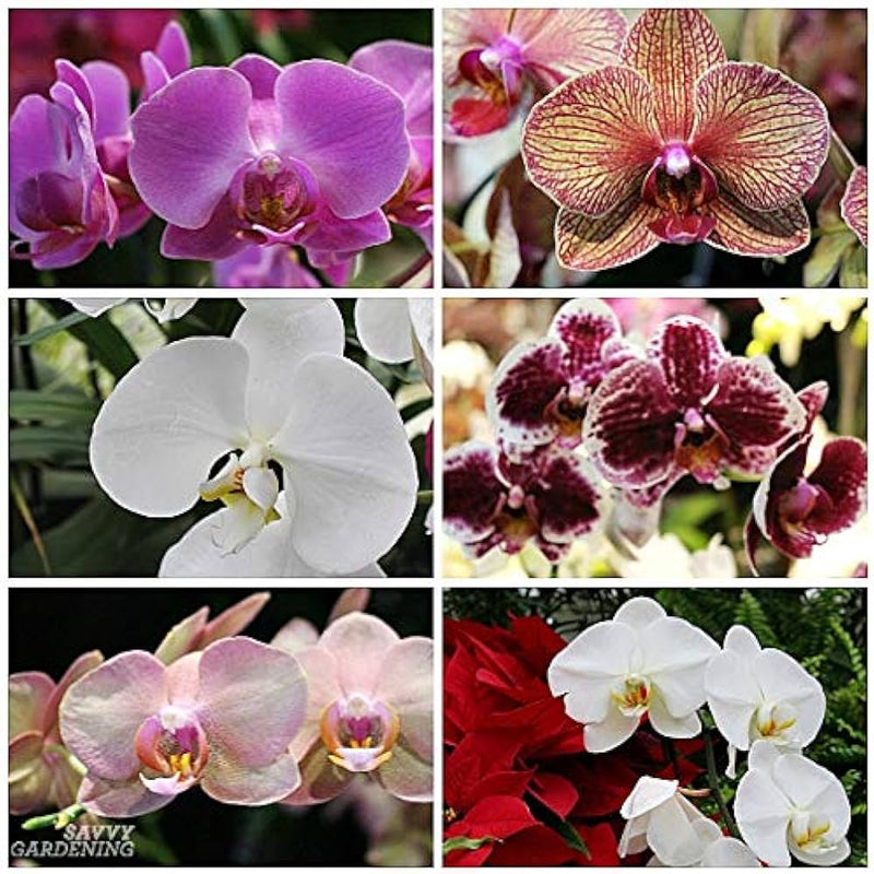 Schmetterlingsorchidee Orchidee Blumensamen zur Aussaat Schnitt Blume beliebt Traditionssorte & ohne Gentechnik Samen Hausgarten