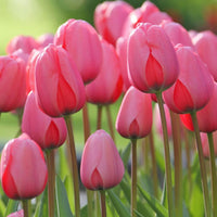 Tulip rosa blume samen for anpflanzung - hardy variety, heirloom & gmo free samen for home garten
 
 sale for anpflanzung in home garten.