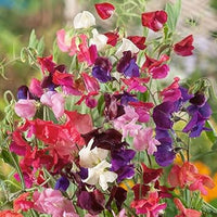 Pea blume samen for anpflanzung bright blooms heirloom & gmo free samen for home garten 
 
 sale for anpflanzung in home garten