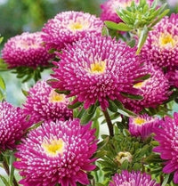 hell Rosa China Aster Blumensamen zur Aussaat lang Blüte Saison Traditionssorte & ohne Gentechnik Samen Hausgarten