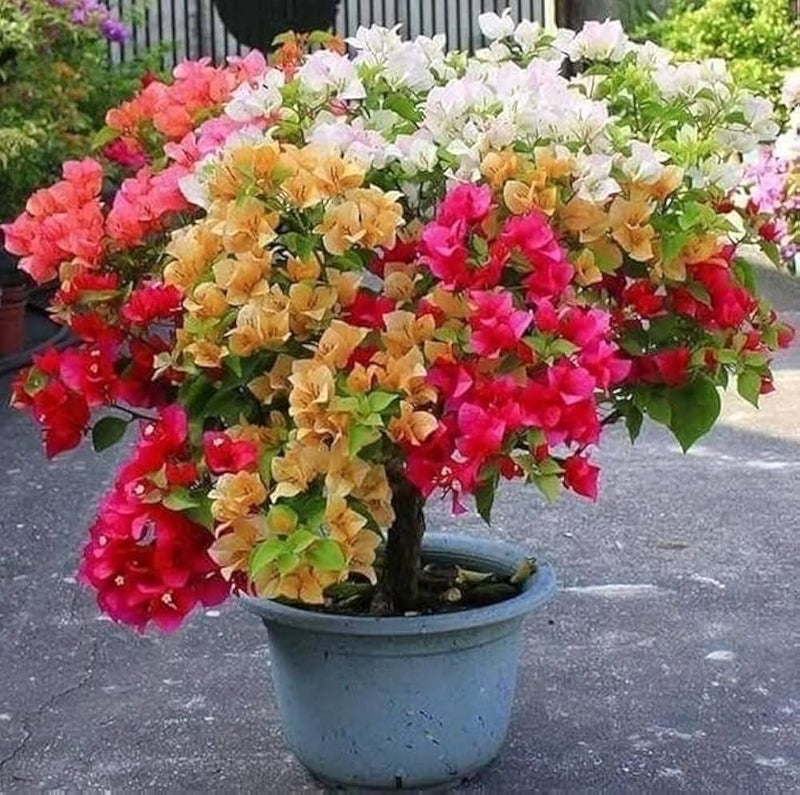 Garofano bonsai blumen perennial garten blumen