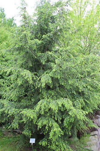 Tsuga canadensis eastern hemlock tree samen for graceful evergreen trees