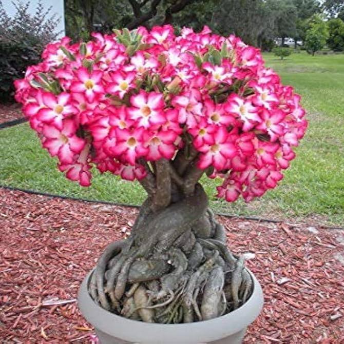 Wüstenrose Desert Blumensamen einfache Aussaat