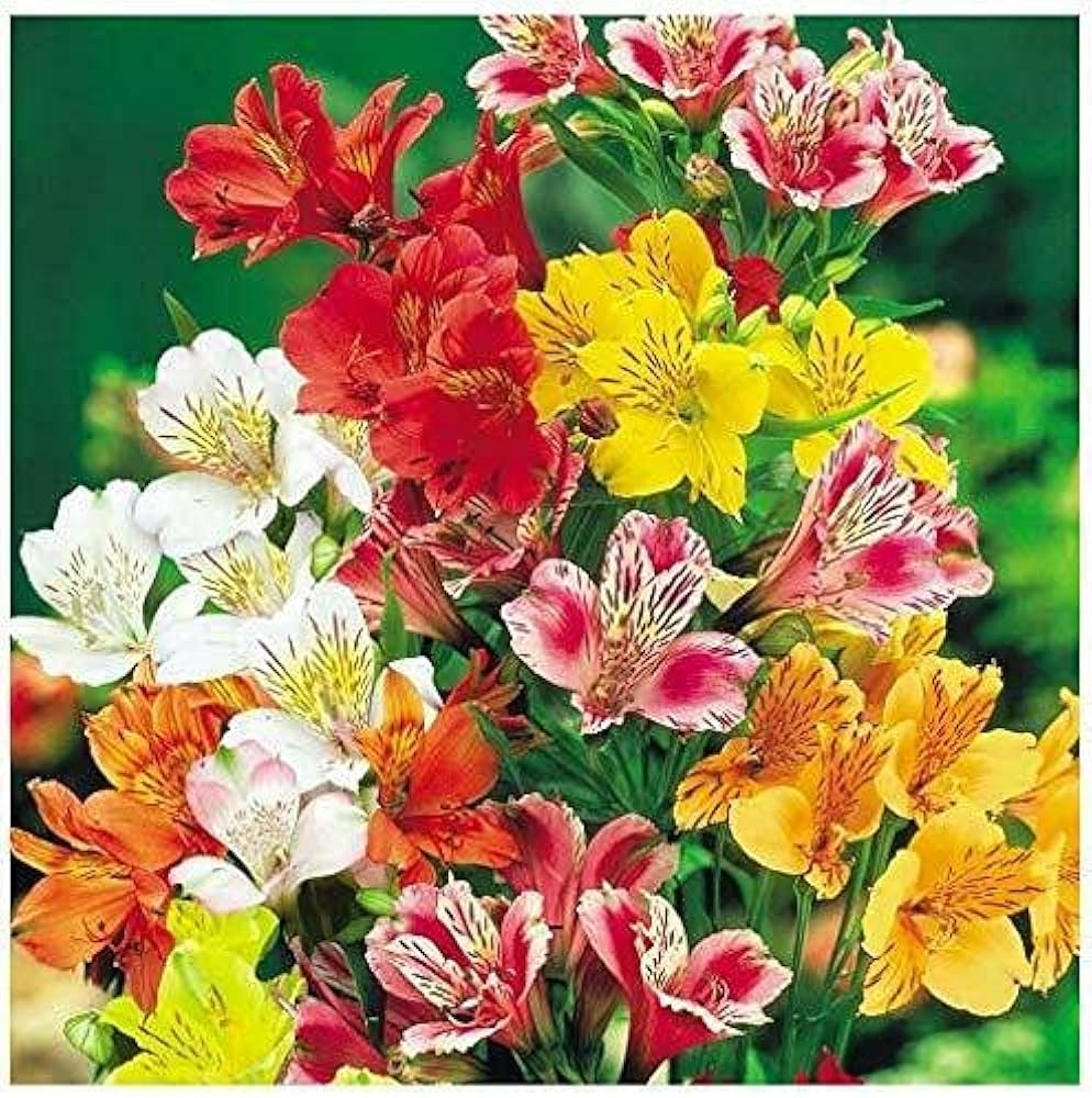 Alstroemeria Aurantiaca Blumensamen zur Aussaat – Garten beliebt – Traditionssorte & ohne Gentechnik Samen Hausgarten