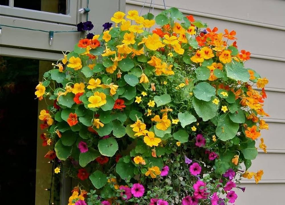 Nasturtium blume samen for anpflanzung - long bloom season, heirloom & gmo free samen for home garten
 
 sale for anpflanzung in home garten.