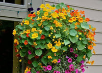 Nasturtium blume samen for anpflanzung - long bloom season, heirloom & gmo free samen for home garten
 
 sale for anpflanzung in home garten.