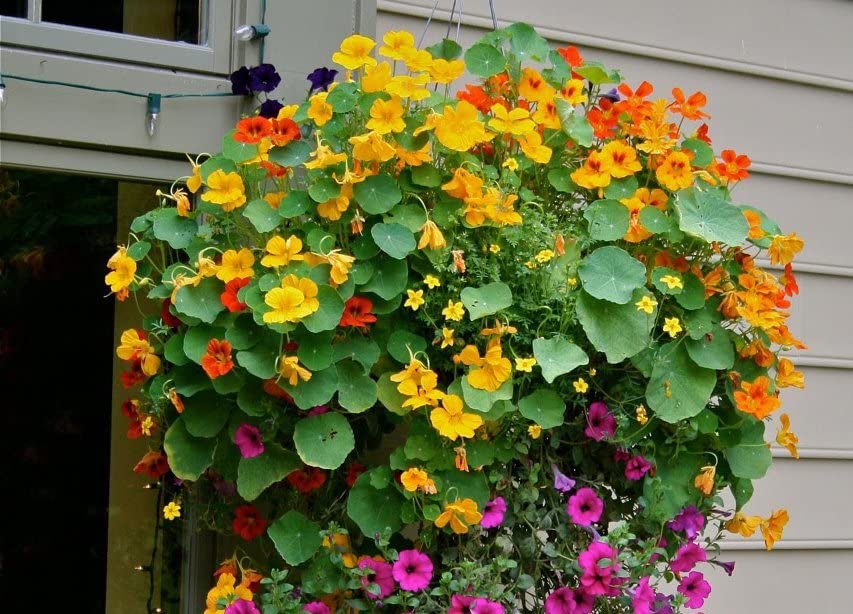 Kapuzinerkresse Blumensamen leuchtend – Edible Blüten
