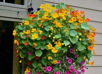 Kapuzinerkresse Blumensamen leuchtend – Edible Blüten