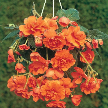 Orange Gloxinie Blumensamen lang Blüte Saison Traditionssorte & ohne Gentechnik Samen Hausgarten