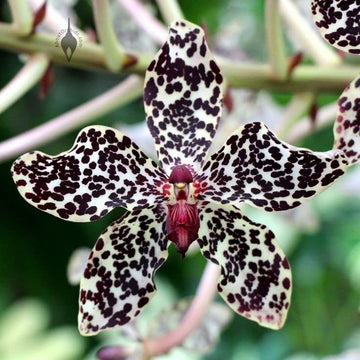 Japanese tiger orchid dendrobium spp for anpflanzung in orchid garten