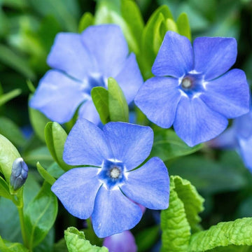 Sky blau periwinkle blume samen for anpflanzung garten favorite heirloom & gmo free samen for home garten 
 
 sale samen for home garten anpflanzung