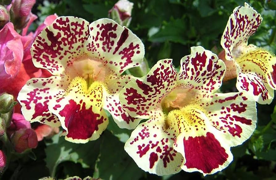 Weiß Mimulus Blumensamen zur Aussaat Samen üppig Gärten und Delightful Blüten