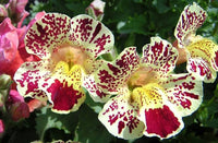 Weiß Mimulus Blumensamen zur Aussaat Samen üppig Gärten und Delightful Blüten