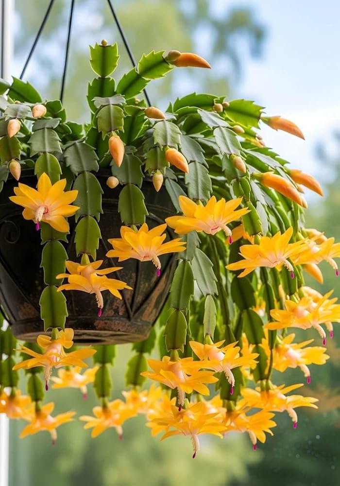 Gelb Weihnachtskaktus Blumensamen zur Aussaat – Garten beliebt – Traditionssorte & ohne Gentechnik Samen Hausgarten