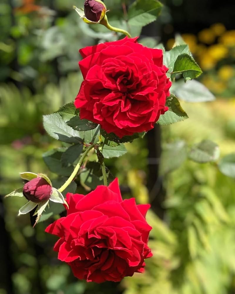 Rose Blumensamen einfache Aussaat – Anzucht Blüten at Haus