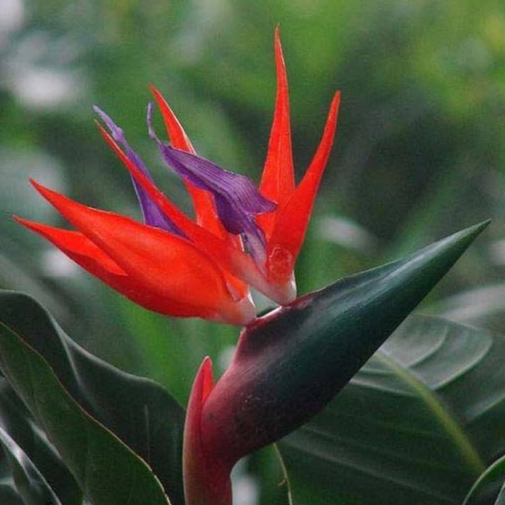 Rot Paradiesvogelblume Reginae Samen Blumensamen zur Aussaat pflegeleicht Traditionssorte & ohne Gentechnik Samen Hausgarten