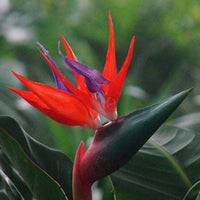 Rot Paradiesvogelblume Reginae Samen Blumensamen zur Aussaat pflegeleicht Traditionssorte & ohne Gentechnik Samen Hausgarten
