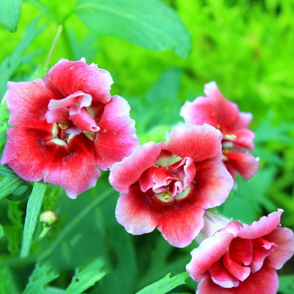 Gloxinie Blumensamen – mehrfarbige – Potted Pflanzen – Bonsai Blumen