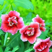 Gloxinie Blumensamen – mehrfarbige – Potted Pflanzen – Bonsai Blumen
