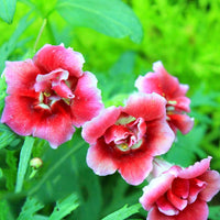 Weiß Orange Gloxinie Blumensamen zur Aussaat – Landhaus Garten wichtig – Traditionssorte & ohne Gentechnik Samen Hausgarten