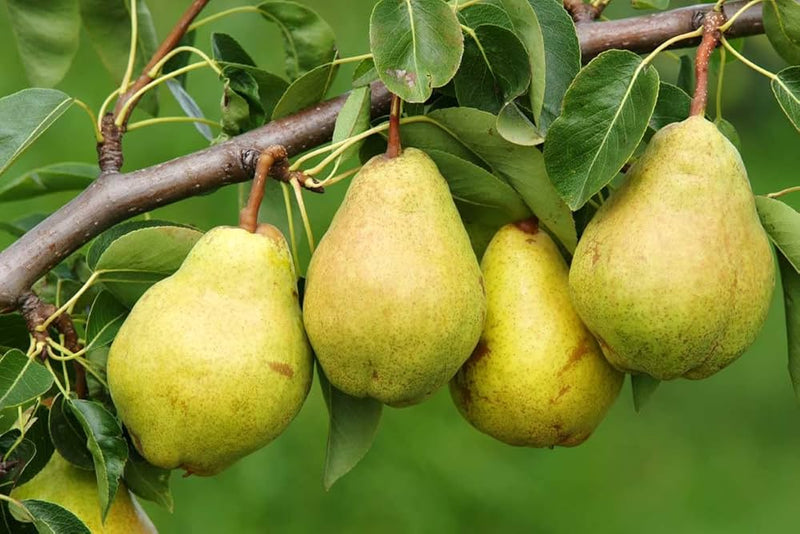 Semi di pera, frutto, per una facile coltivazione