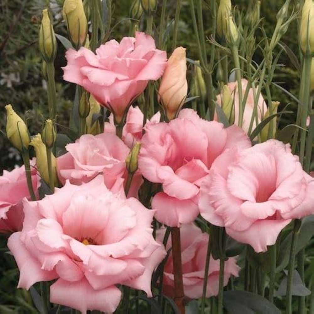 hell Rosa Lisianthus Blumensamen einfache Aussaat