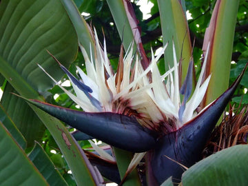 Weiß strelitzia reginae house blume samen for anpflanzung - fragrant blossoms, heirloom & gmo free samen for home garten
 
 sale for anpflanzung in home garten.
