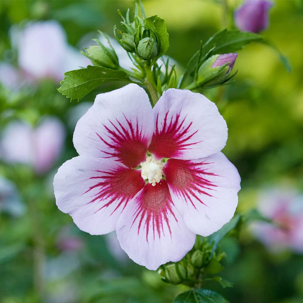 mehrfarbige Rose Sharon Hibiskus Syriacus Blume Baum Strauch Shrub Samen