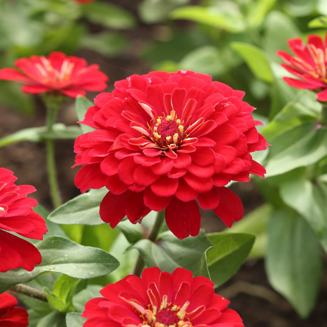 Rot Zinnie Samen Zinnie elegans zur Aussaat Blume Garten und Bestäuber Patch