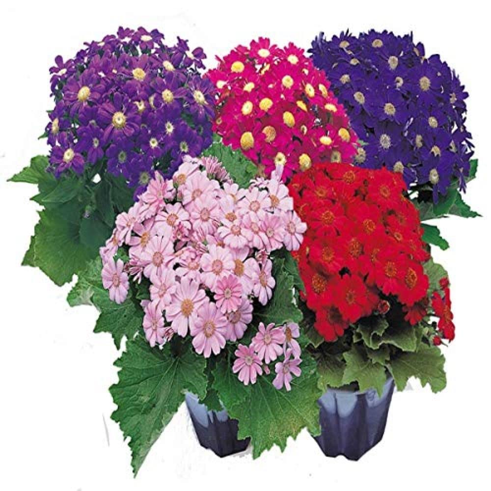 mehrfarbig Cineraria Blumensamen Schnitt Blume beliebt Traditionssorte & ohne Gentechnik Samen Hausgarten