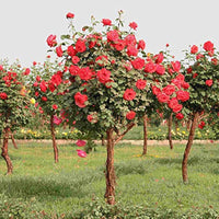 Rose Baum Rosa Chinensis Rot Samen zur Aussaat Balcony Pot Garten