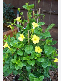 Malve Samen Chater Scarlet Holly Hock Samen zur Aussaat Blume Beet