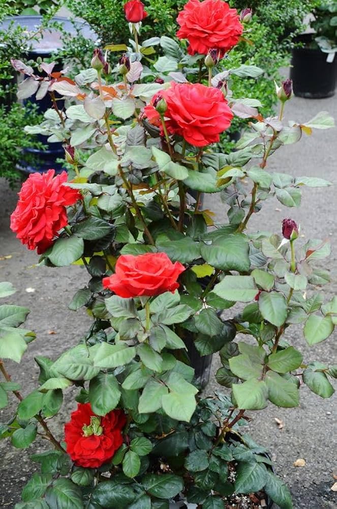 Rot Holland Rose Blumensamen zur Aussaat Traditionssorte ohne Gentechnik Samen Blüten Anzucht