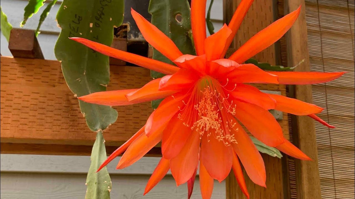 Orange (orange epiphyllum) samen for anpflanzung in home garten